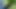 Nettle torture1