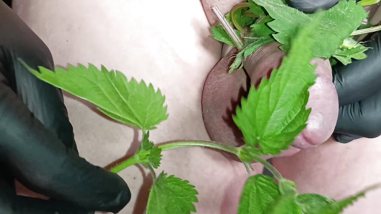Nettle