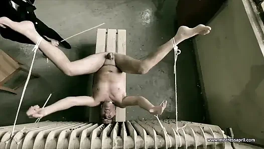 Domina, herrin, april - elektrisiert