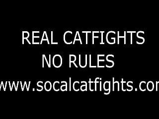 Brigas de gato reais sem regras
