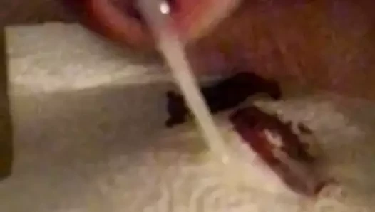 bella çiçeği