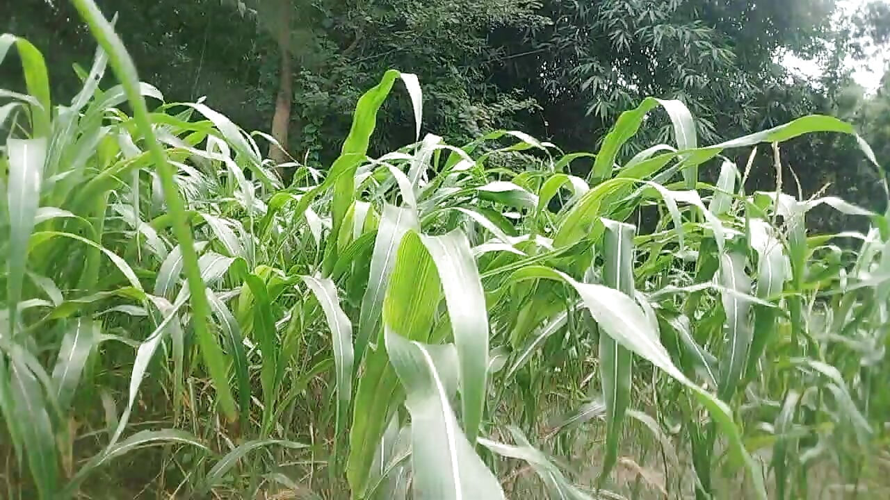 Very handsome desi gay boys forest