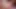 Split Tongue Trans Jade Juniper Bareback