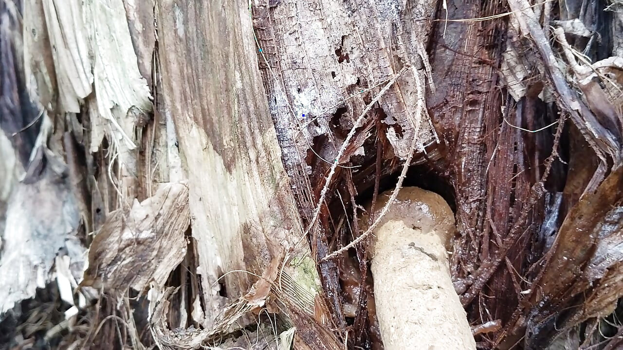 Banana Tree with a Dirt Dildo