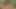 Minyon capri dildo salıncakta amını sikerken fışkırtıyor!