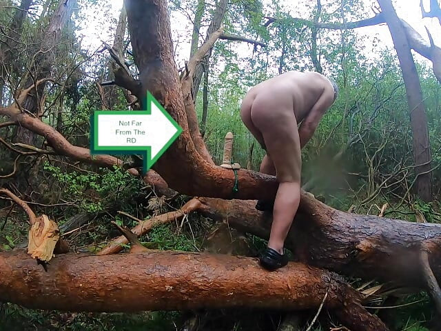 Cosas que encuentras en el bosque