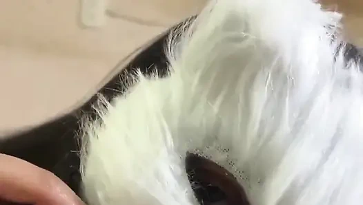 Today I'm a Naughty Kitten Who Wants Milk