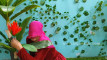 Pregled videozapisa