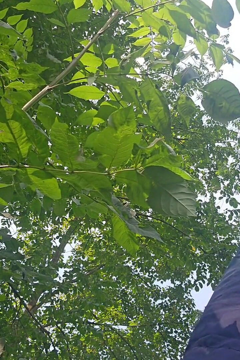 Risky Outdoor Jerk off - Almost Caught & Huge Cumshot in the Woods