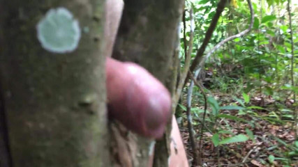 Scopata rischiosa sull&#39;albero all&#39;aperto vicino alla pista da jogging.