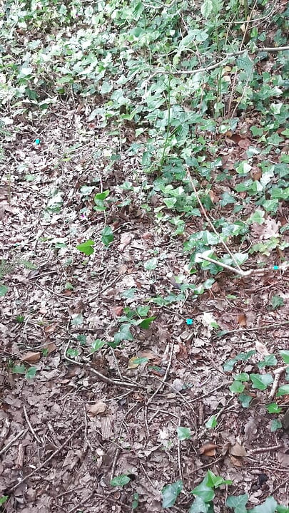 men in the wood