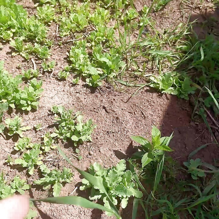 Bakım çöpü ağacı için amcık sidik kir