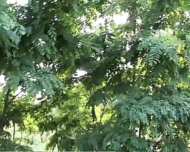 Chiara and her friends fuck in the woods in a threesome sex