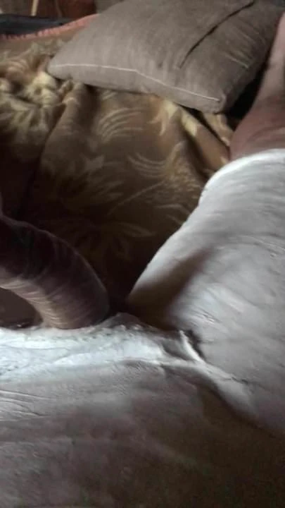 Cum in Bodycast