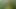 Tygra Blonde sissy eats a whole tasty cucumber in woods.