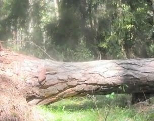 cumshot in the wood