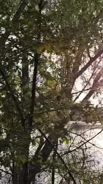 Must-share moment from "Jerking Off with My Thick Cock on the Lakeside Trail Behind Highway A61 - Speyer, Germany - Swollen"