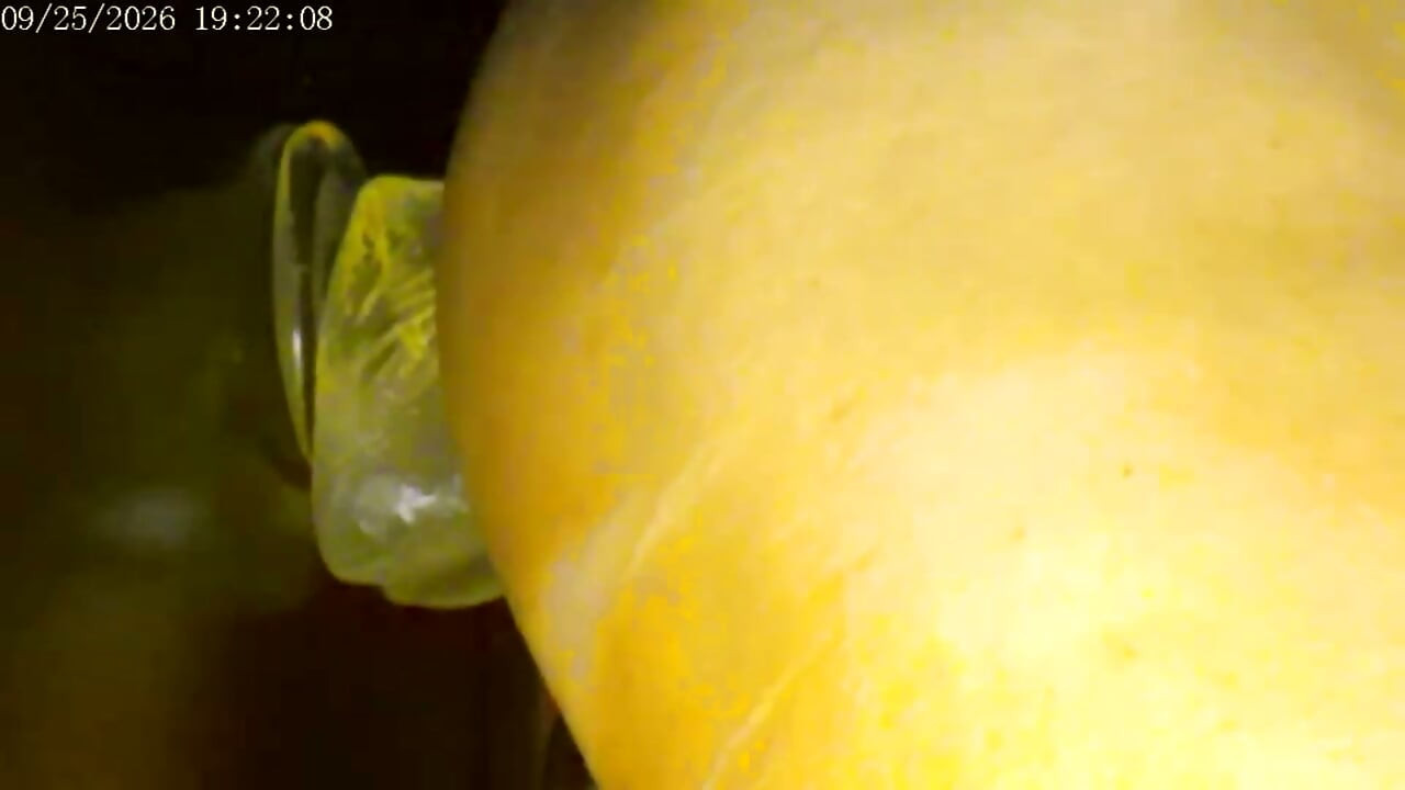9-25-26 Cam 2 Compilation Friday Friends Day Toy Ride Thank You for Driving My Ranking and Revenue Love to You All.