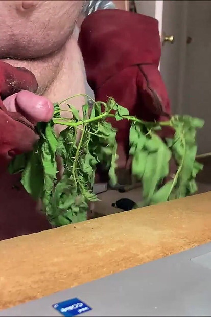 Stinging Nettles CBT, Stinging Nettles, CBT, Stinging Nettles on Cock, Stinging Nettles on Balls