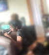 Pregled videozapisa