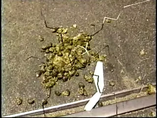Радикальные дела, видео-журнал 2 (1992)