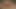 アナルプラグでミルフのアナルとチンポが膣で突かれる