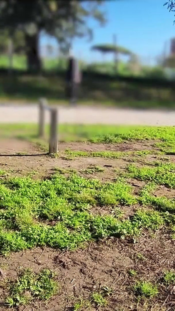 Key moment from "FLASHING my COCK in front a everyone in a PUBLIC PARK and my STEPDAUGHER HELPS me CUMSHOT - REAL SEX RISKY"