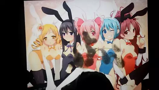 sop: madoka cumtribute