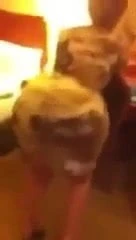Big ass arab girl dancing