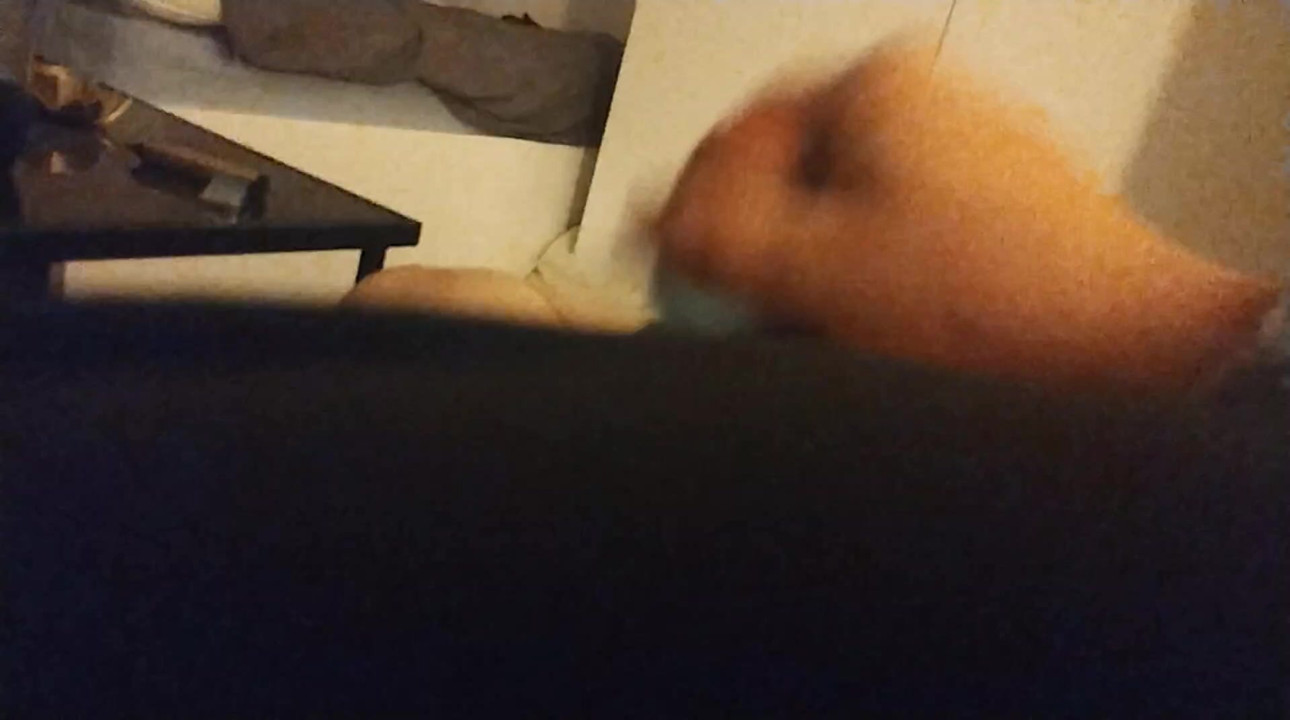 Toy fun