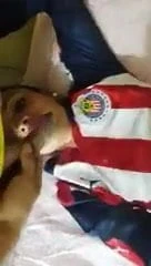 Chivita golosa