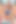 きれいなブロンド、品種が出てきてる