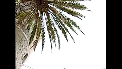 La confraternita - 修女（camaster）