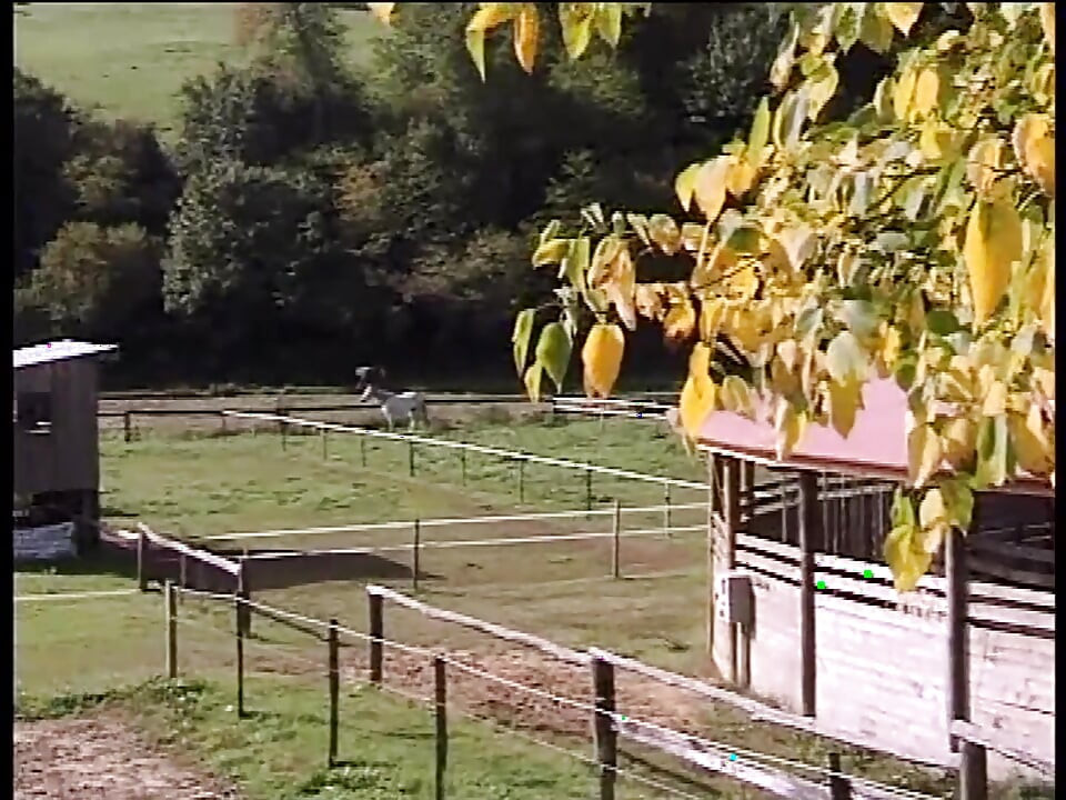 The Anal Desires of a Slut in Heat