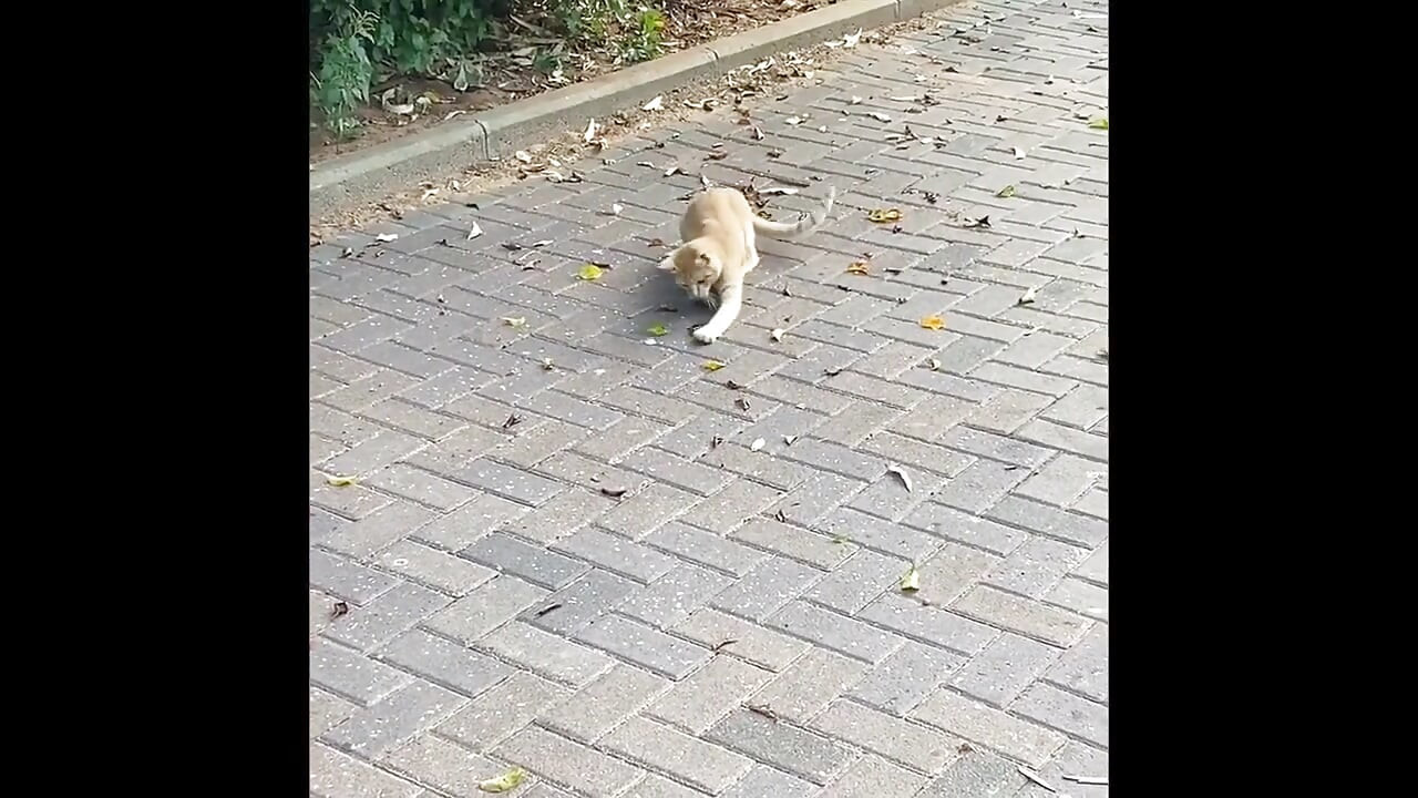 我会自慰并去撸管