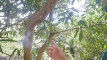 Pratinjau video