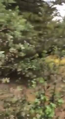 Satu lagi blowjob hutan