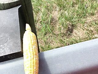 Šukání kukuřice