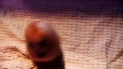 Cock in kitchen