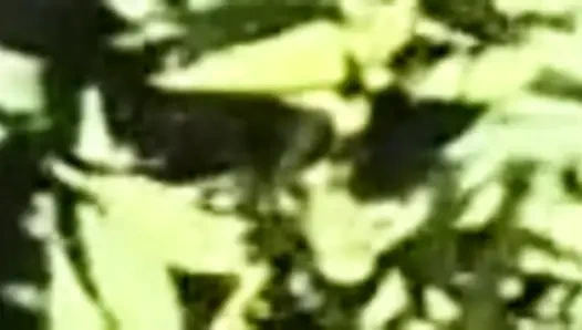 Köprü altında eğlence