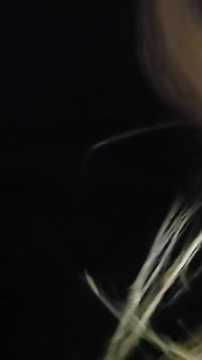 Prawdziwa siostra wkradła się do mojego pokoju tylko po to, aby wyssać moje spermy ustne kremówka | Klip 2