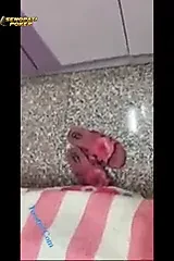 Makcik mengganas duk atas batang