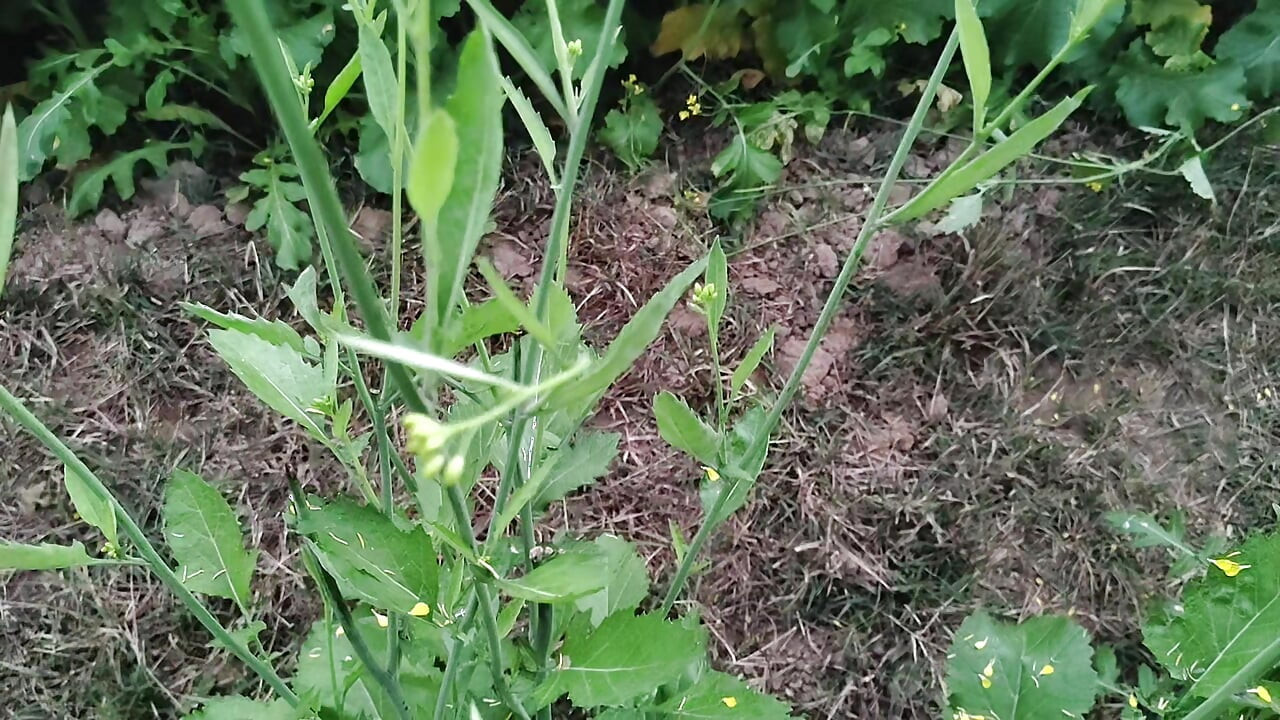 Jungle ka sex hath se karte Hain