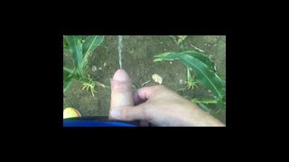 Pissing and masturbating in the corn field. Outdoor piss.