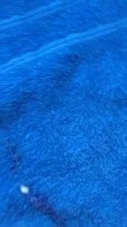 morning cum