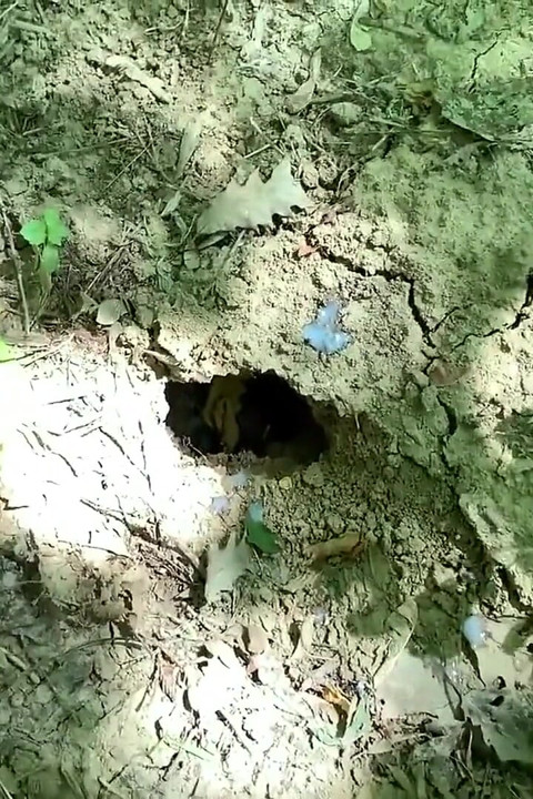 Ejaculare în gaură pe un teren în aer liber
