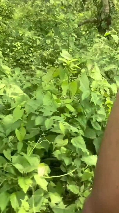 在丛林里脱光的印度年轻男孩 | 片段 2