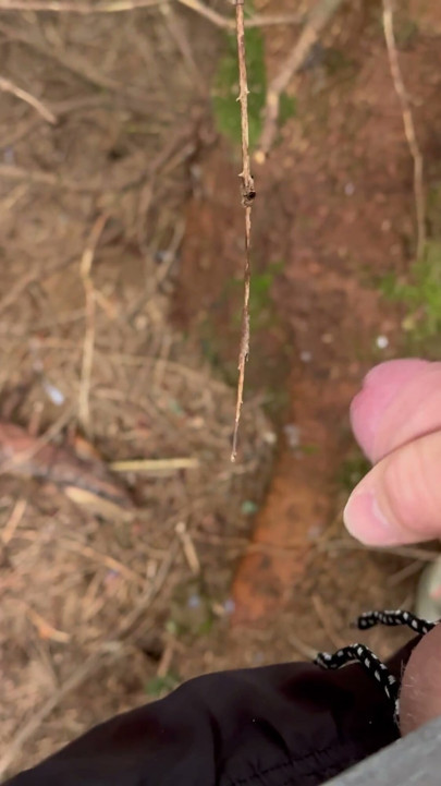 Jerkin’ in the forest during a hike | Clip 1