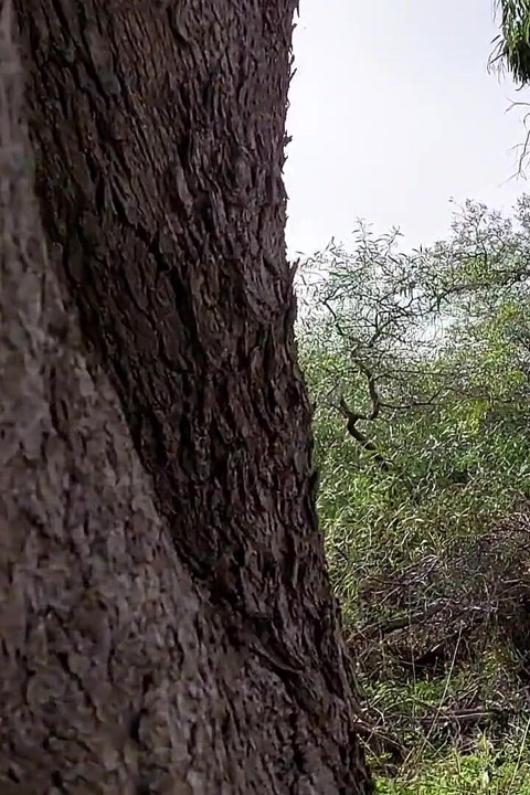 Mature Woman Is Wandering Around Naked in the Woods, Looking for a Lover!