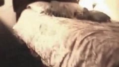 Rogacz archiwizuje trzy byki BBC ruchające żonę maminsynek
